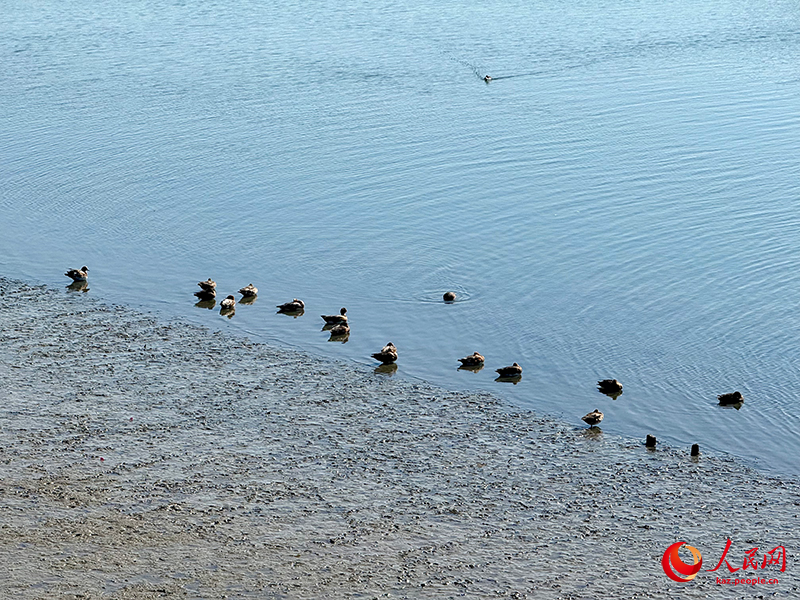 Шэньчжэнь шы?ана?ы: Шэньчжэнь экологиясы мен ?алалануыны? ку?с?