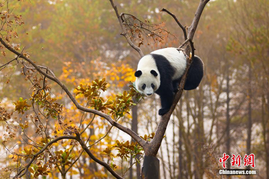 Фупин, Шэньси: Цинлин тауында?ы пандаларды? жайлы ?м?р?