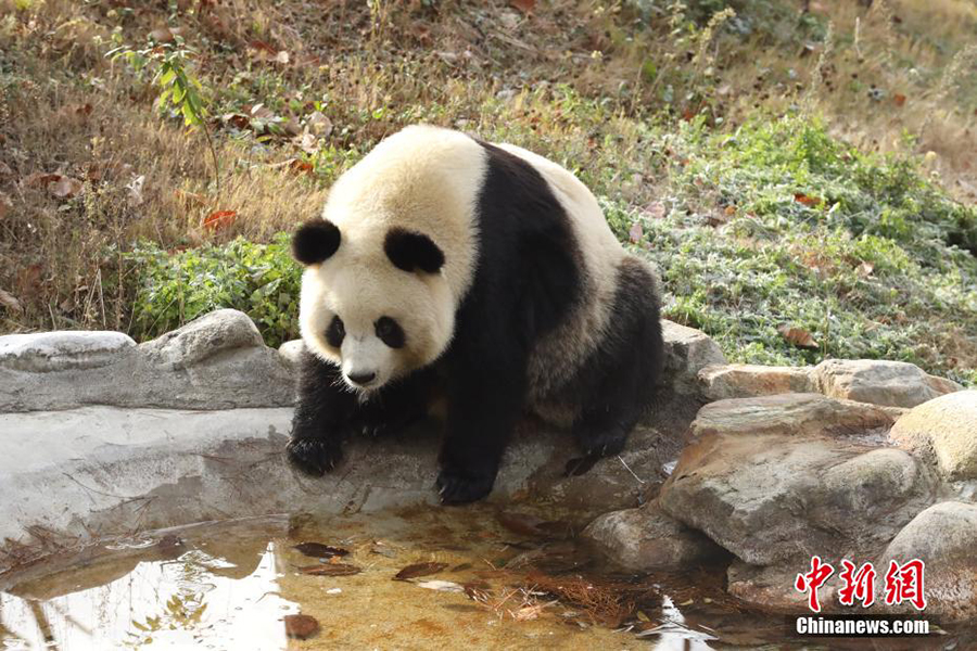 Фупин, Шэньси: Цинлин тауында?ы пандаларды? жайлы ?м?р?
