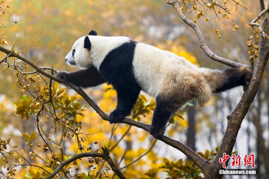 Фупин, Шэньси: Цинлин тауында?ы пандаларды? жайлы ?м?р?