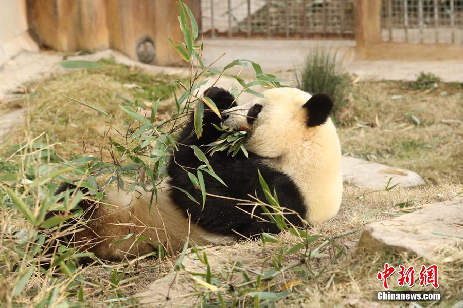 Фупин, Шэньси: Цинлин тауында?ы пандаларды? жайлы ?м?р?