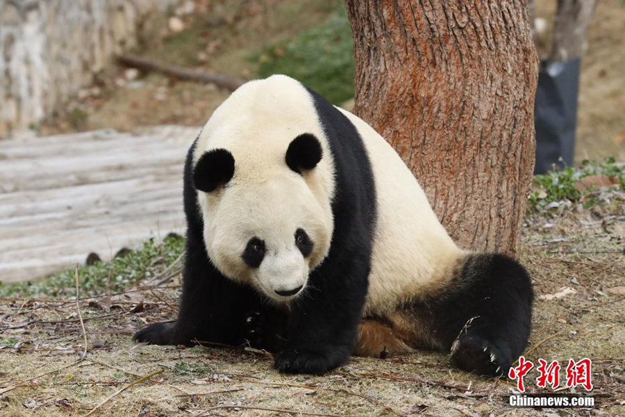 Фупин, Шэньси: Цинлин тауында?ы пандаларды? жайлы ?м?р?