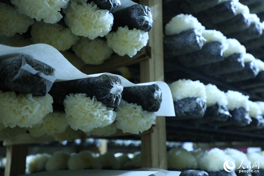 Тремелла индустриясын дамытуды? б?р?нш? конференциясы Фуцзянь ?лкес?н?? Гутянь ауданында ?тт?