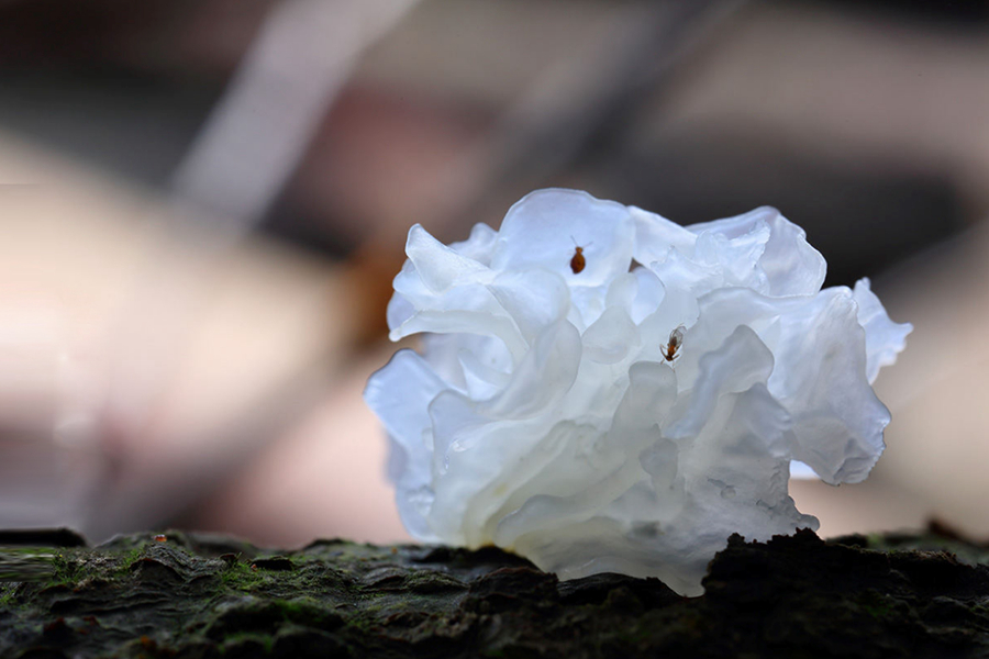 Тремелла индустриясын дамытуды? б?р?нш? конференциясы Фуцзянь ?лкес?н?? Гутянь ауданында ?тт?