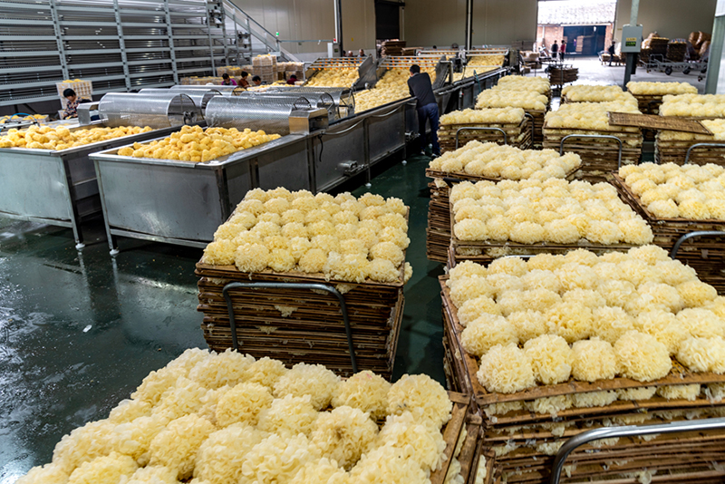 Тремелла индустриясын дамытуды? б?р?нш? конференциясы Фуцзянь ?лкес?н?? Гутянь ауданында ?тт?