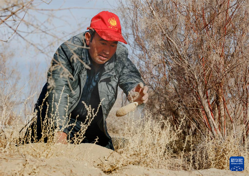 Шы?жа? фермерлер? ??м даладан ?алтын ?здеп ж?р?