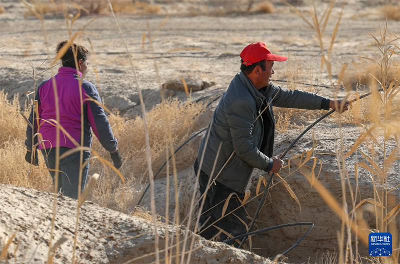 Шы?жа? фермерлер? ??м даладан ?алтын ?здеп ж?р?