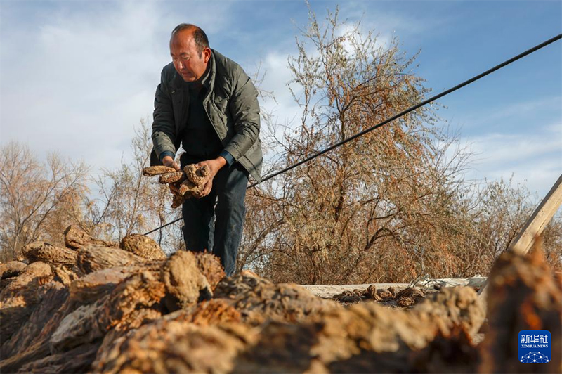 Шы?жа? фермерлер? ??м даладан ?алтын ?здеп ж?р?