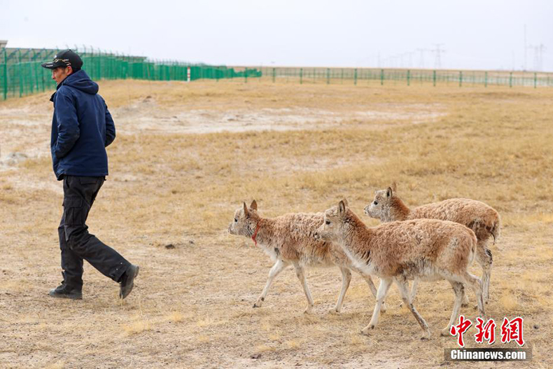 Цинхай Кэкэсилидег? б?кендерд?? жылы ?ясы