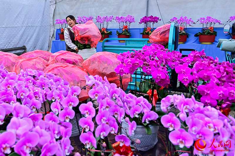 Шаньдунны? Цинчжоуында жа?а жыл ?арса?ында г?лдер саудасы жанданды