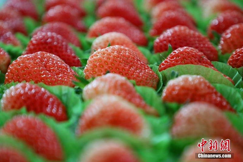 ?ытайда ?ыста да м?у?лж?ген ??лпынай ?сед?