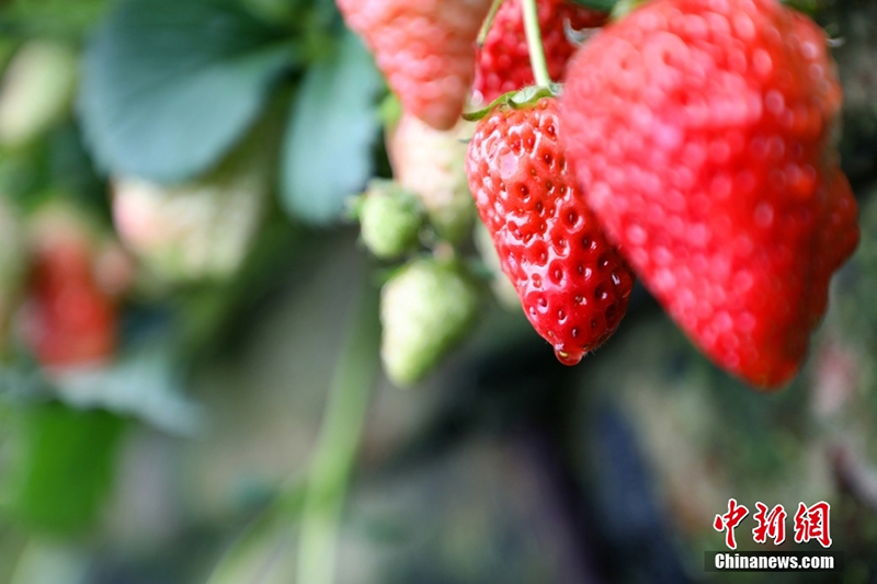 ?ытайда ?ыста да м?у?лж?ген ??лпынай ?сед?