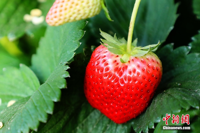 ?ытайда ?ыста да м?у?лж?ген ??лпынай ?сед?