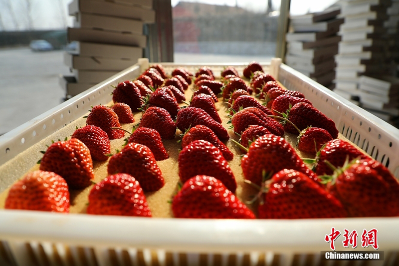 ?ытайда ?ыста да м?у?лж?ген ??лпынай ?сед?