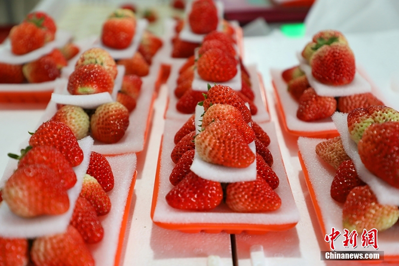 ?ытайда ?ыста да м?у?лж?ген ??лпынай ?сед?