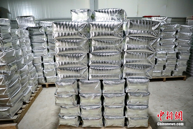 ?ытайда ?ыста да м?у?лж?ген ??лпынай ?сед?