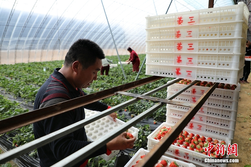 ?ытайда ?ыста да м?у?лж?ген ??лпынай ?сед?