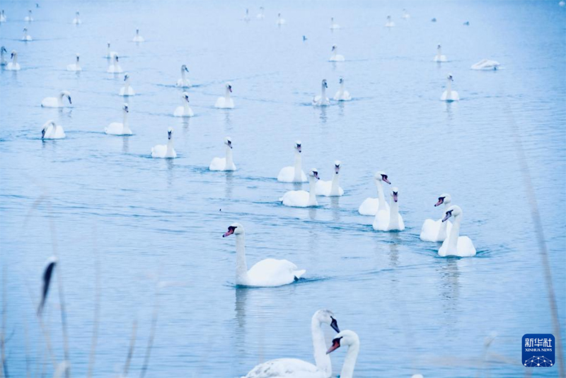 ?ле, Шы?жа?: А??у к?л?н?? ?ыс?ы к?р?н?с?