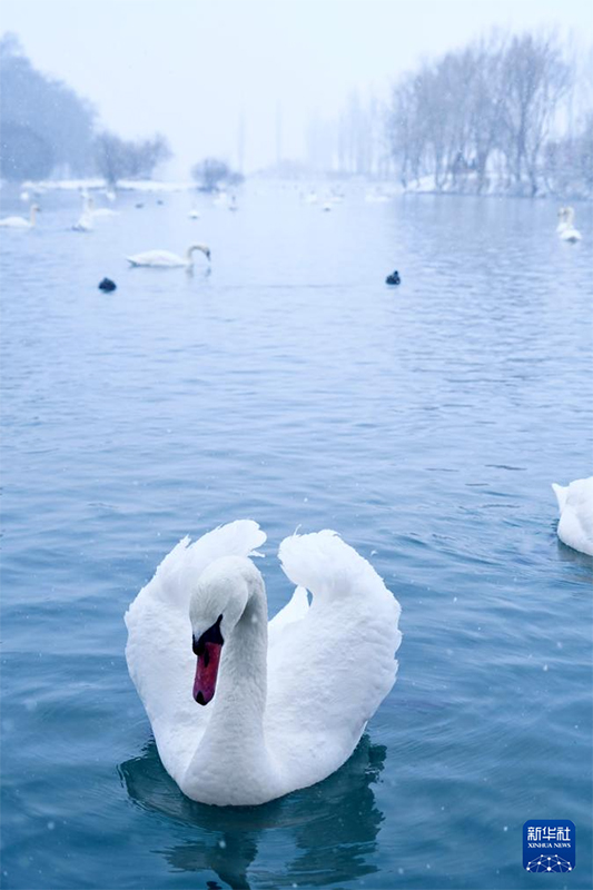 ?ле, Шы?жа?: А??у к?л?н?? ?ыс?ы к?р?н?с?