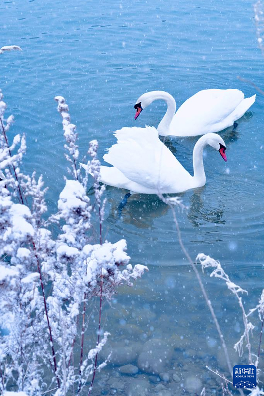 ?ле, Шы?жа?: А??у к?л?н?? ?ыс?ы к?р?н?с?