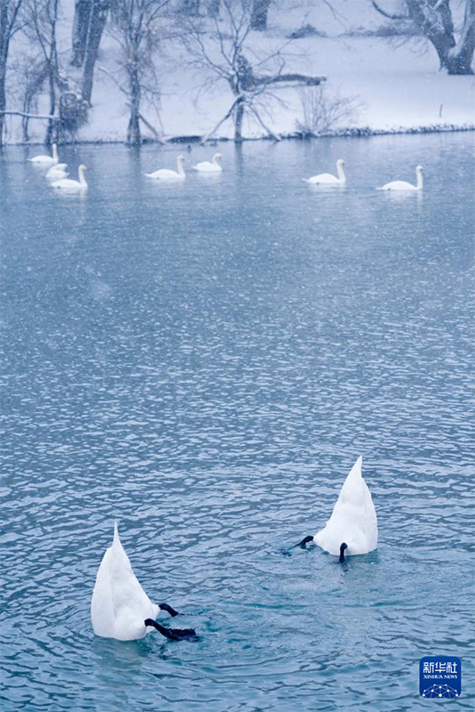 ?ле, Шы?жа?: А??у к?л?н?? ?ыс?ы к?р?н?с?