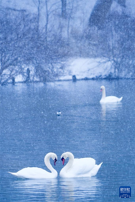 ?ле, Шы?жа?: А??у к?л?н?? ?ыс?ы к?р?н?с?