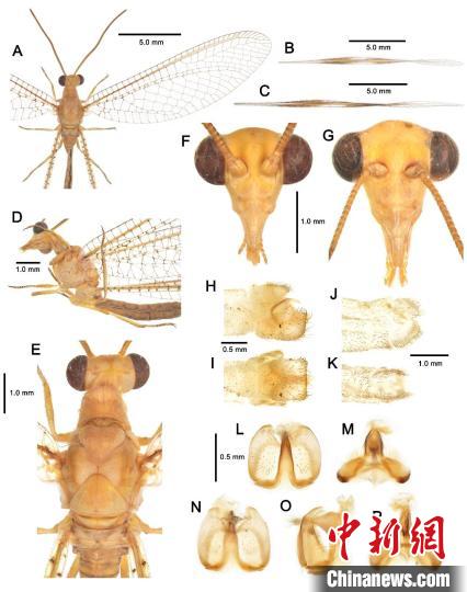 Шы?жа?ны? Т?рпан ойпатында табыл?ан ж?нд?кт?? жа?а т?р? ?Батыс?а саяхат? кей?пкер?н?? атымен аталды