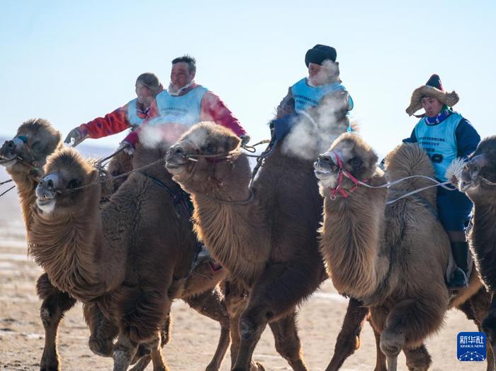 ?ыс?ы жайлауда?ы т?йе б?йгес?