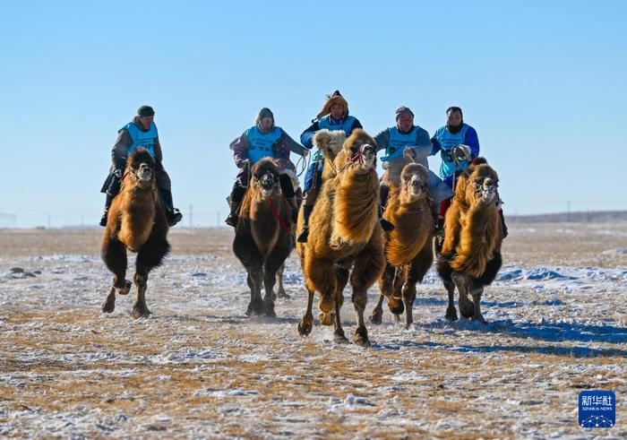 ?ыс?ы жайлауда?ы т?йе б?йгес?