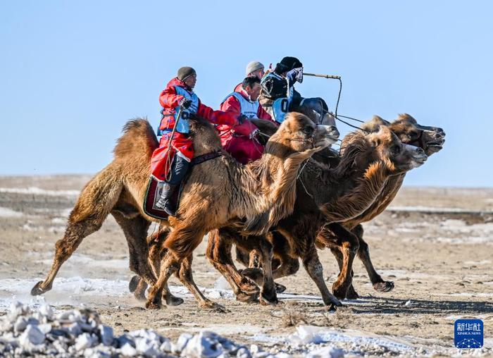 ?ыс?ы жайлауда?ы т?йе б?йгес?