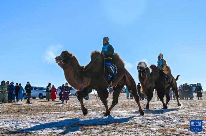 ?ыс?ы жайлауда?ы т?йе б?йгес?