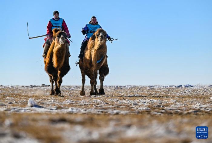 ?ыс?ы жайлауда?ы т?йе б?йгес?