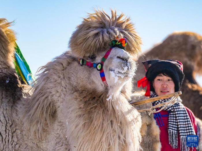 ?ыс?ы жайлауда?ы т?йе б?йгес?