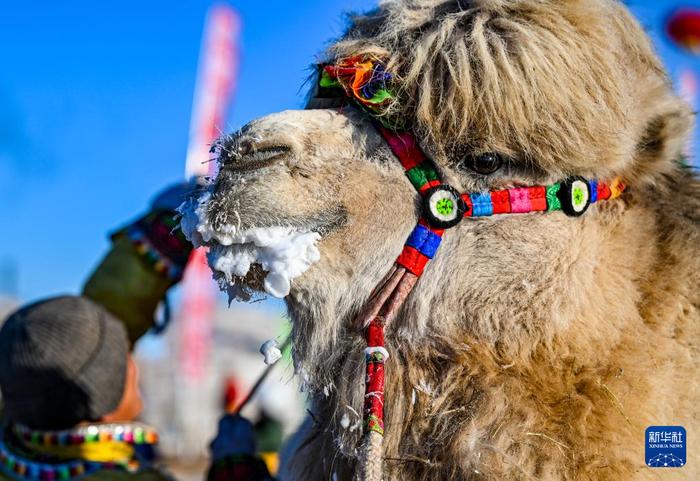 ?ыс?ы жайлауда?ы т?йе б?йгес?