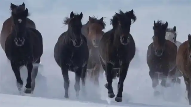 Шы?жа? Мо???лк?ре ауданында т?лпарлар ж?йтк?д?