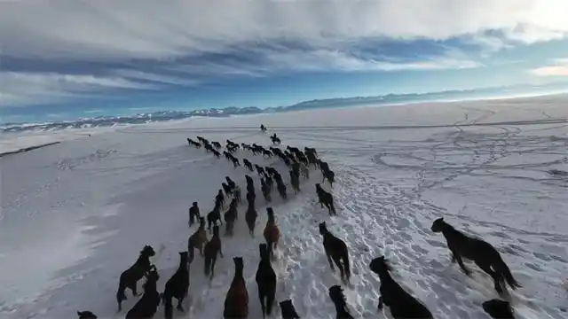 Шы?жа? Мо???лк?ре ауданында т?лпарлар ж?йтк?д?