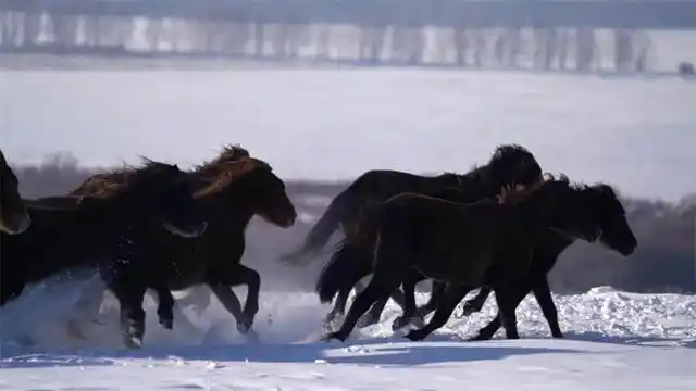 Шы?жа? Мо???лк?ре ауданында т?лпарлар ж?йтк?д?