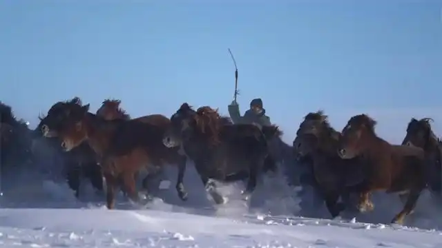 Шы?жа? Мо???лк?ре ауданында т?лпарлар ж?йтк?д?