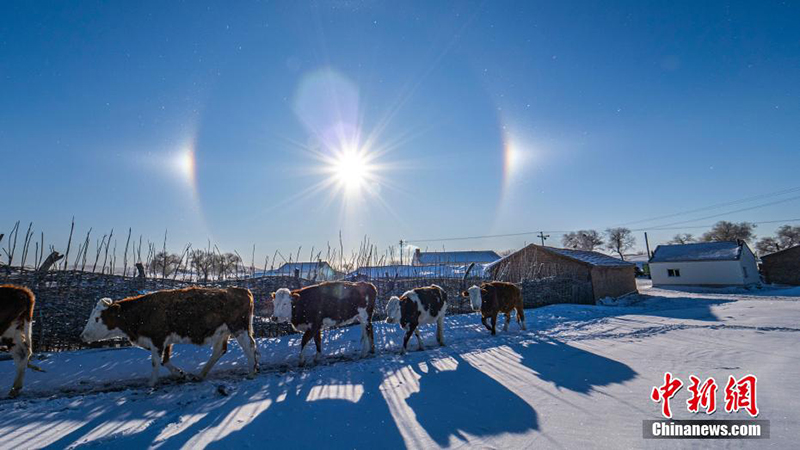 Силин Гол жайлауында?ы ?ыс?ы шопан ?н?