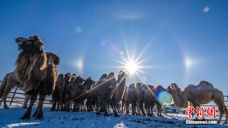Силин Гол жайлауында?ы ?ыс?ы шопан ?н?