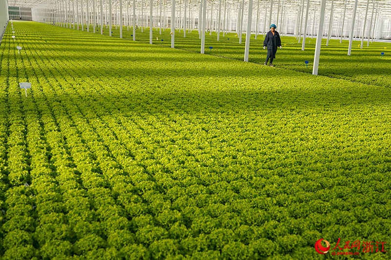 Цзяшань, Чжэцзян: А?ылды ауыл шаруашылы?ы к?к?н?спен ?амтамасыз етуге кеп?лд?к беред?