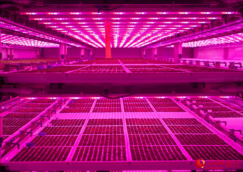 Цзяшань, Чжэцзян: А?ылды ауыл шаруашылы?ы к?к?н?спен ?амтамасыз етуге кеп?лд?к беред?