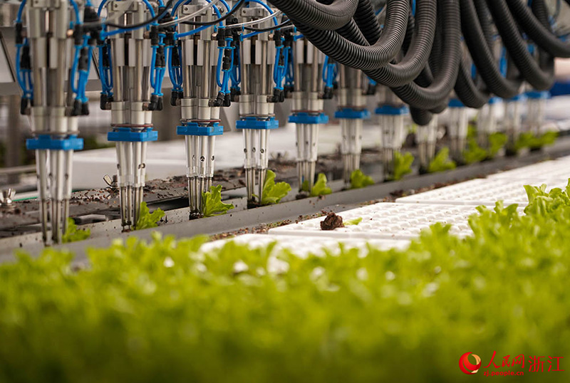 Цзяшань, Чжэцзян: А?ылды ауыл шаруашылы?ы к?к?н?спен ?амтамасыз етуге кеп?лд?к беред?