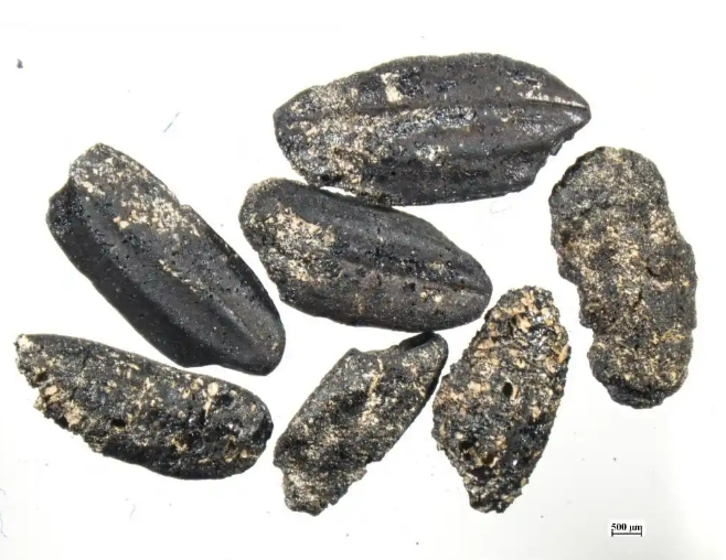 ?ытайда осыдан 8000 жыл б?рын к?р?ш ег?лген? туралы дерек табылды