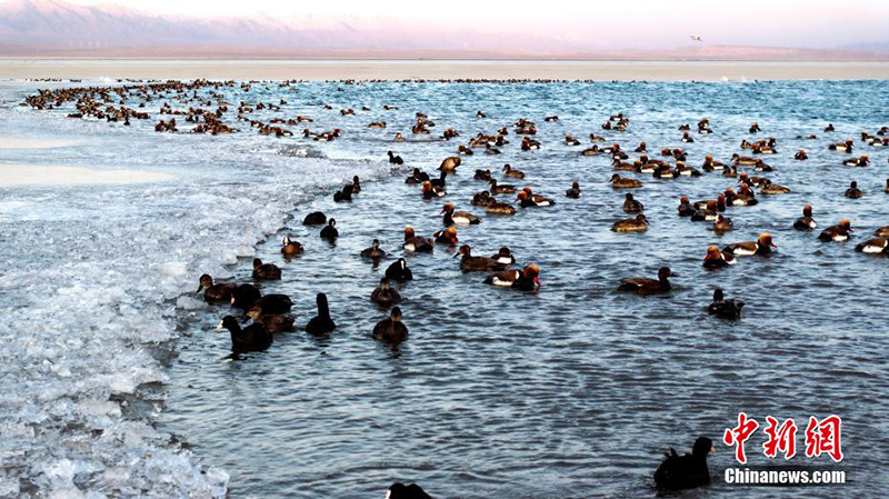 Цинхайды онда?ан мы? жыл ??стары мекендейд?