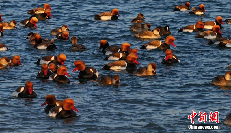 Цинхайды онда?ан мы? жыл ??стары мекендейд?