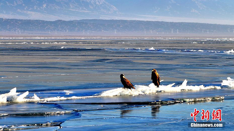 Цинхайды онда?ан мы? жыл ??стары мекендейд?