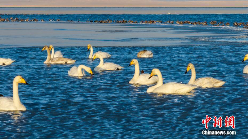 Цинхайды онда?ан мы? жыл ??стары мекендейд?