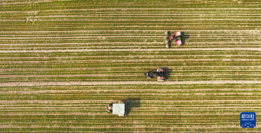 К?ктем кел?п атыз басы ?ауырт ж?мыс?а к?шт?