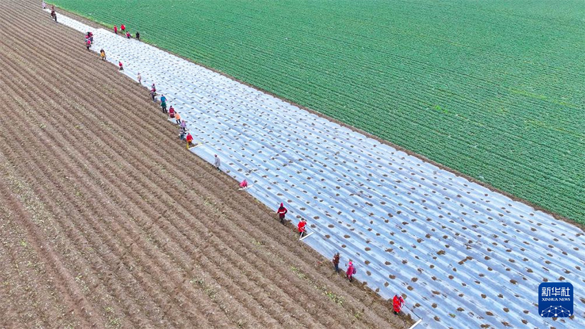 К?ктем кел?п атыз басы ?ауырт ж?мыс?а к?шт?